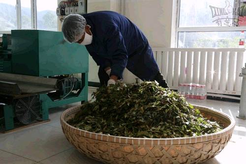 藏茶的加工过程主要是先把新鲜的茶叶用揉捻机揉成条状后再经过发酵、烘干、消毒、包装等程序，就可以进入市场销售了。