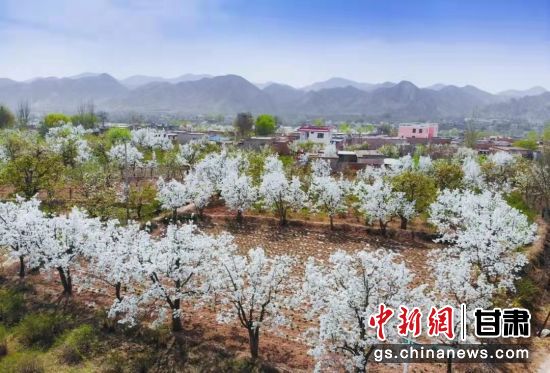 永登县苦水镇梨园